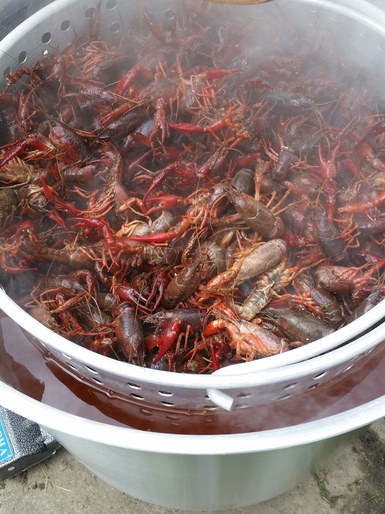 146660393498589500146660373776971100crawfishinpot.jpg