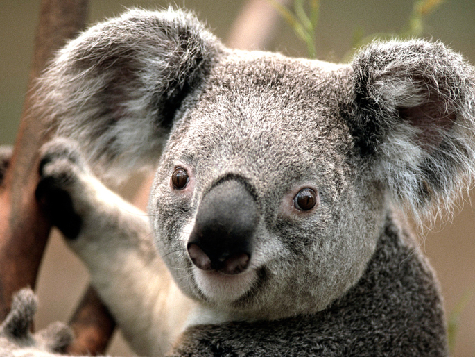 147630292460214400147630290327136500Koala.jpg