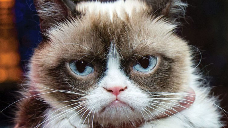 155812031957970300155812029070585000GRUMPYCAT.jpg