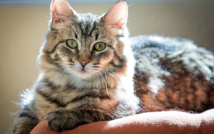 160406281234137700160406279517985400893773beautycuteamazinganimalindiancatanimal748x468.jpg